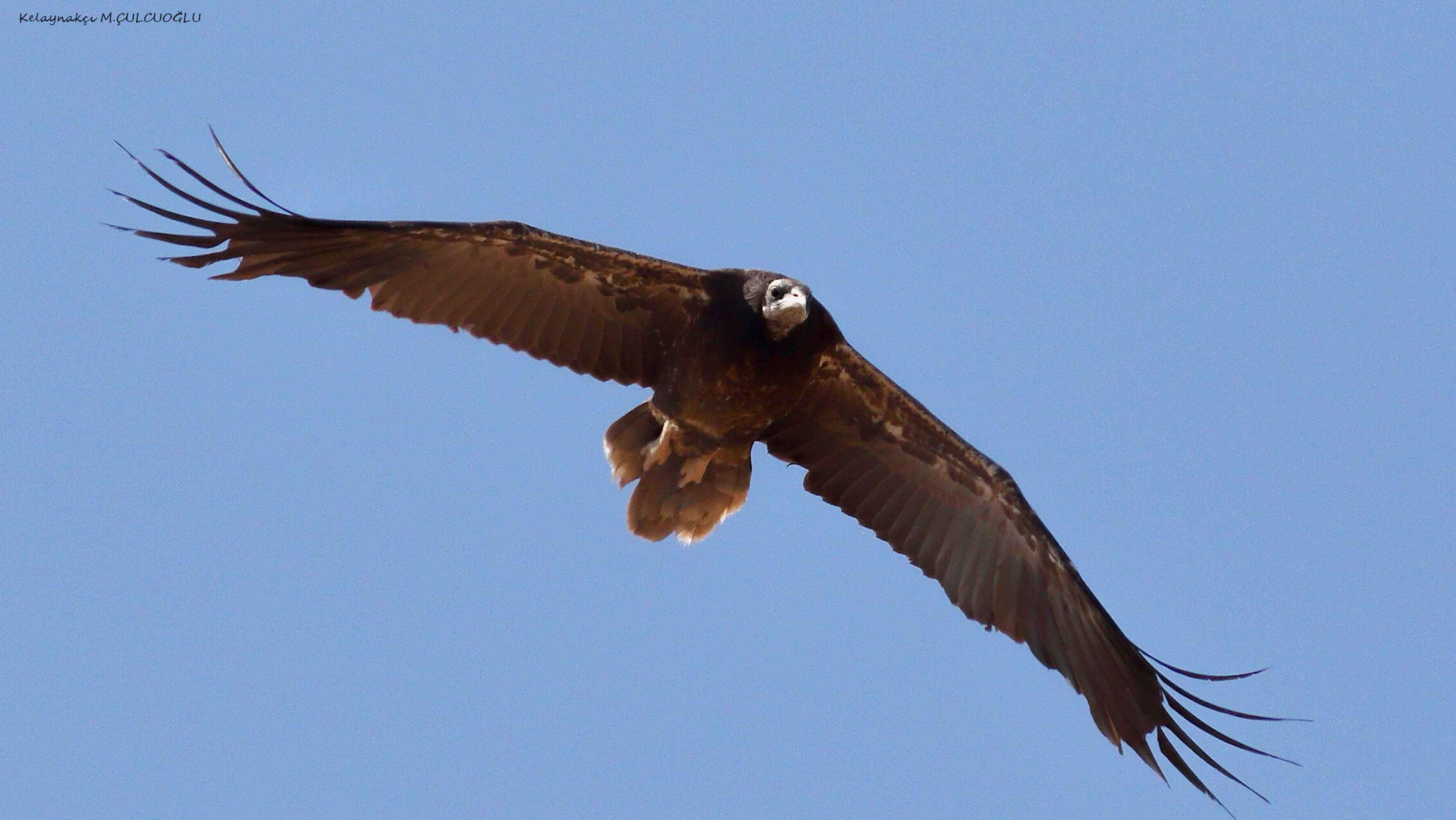 Egyptian Vulture